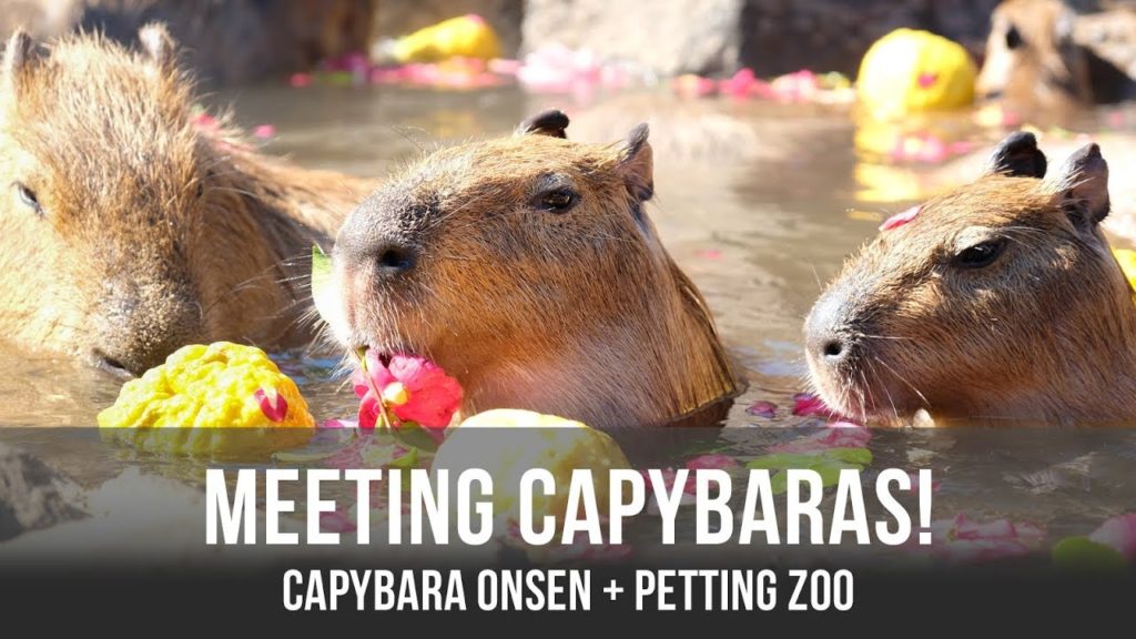 Capybara's Hot Spring + Petting Zoo in Japan