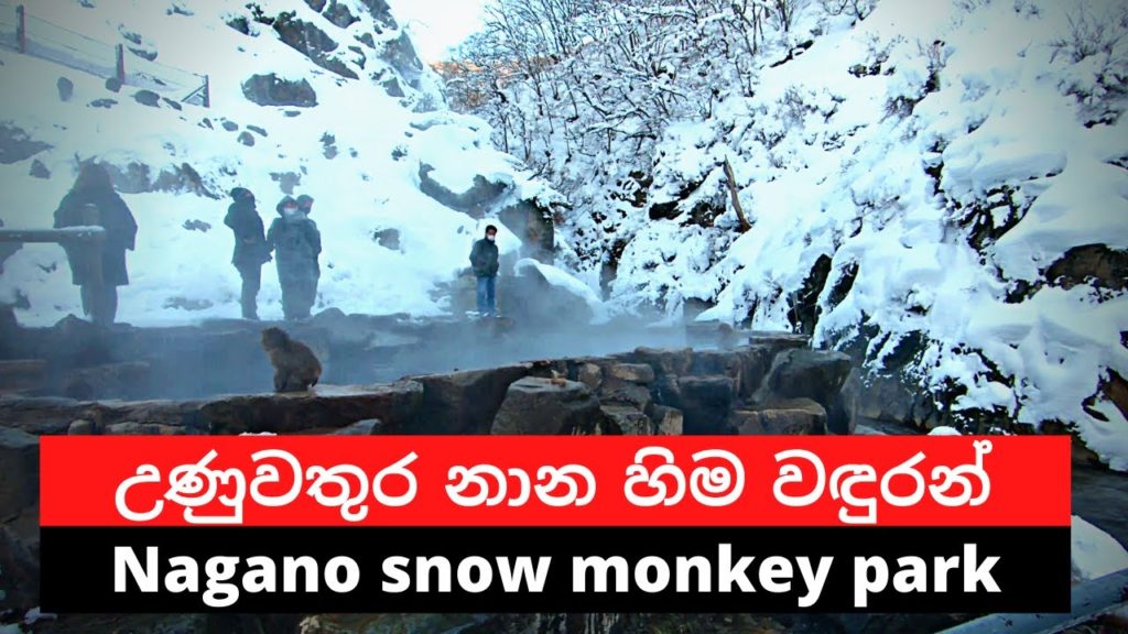 Nagano snow monkey park | නගානෝ පිහිටි හිම වඳුරන්ගේ උද්‍යානය #salindasenarath