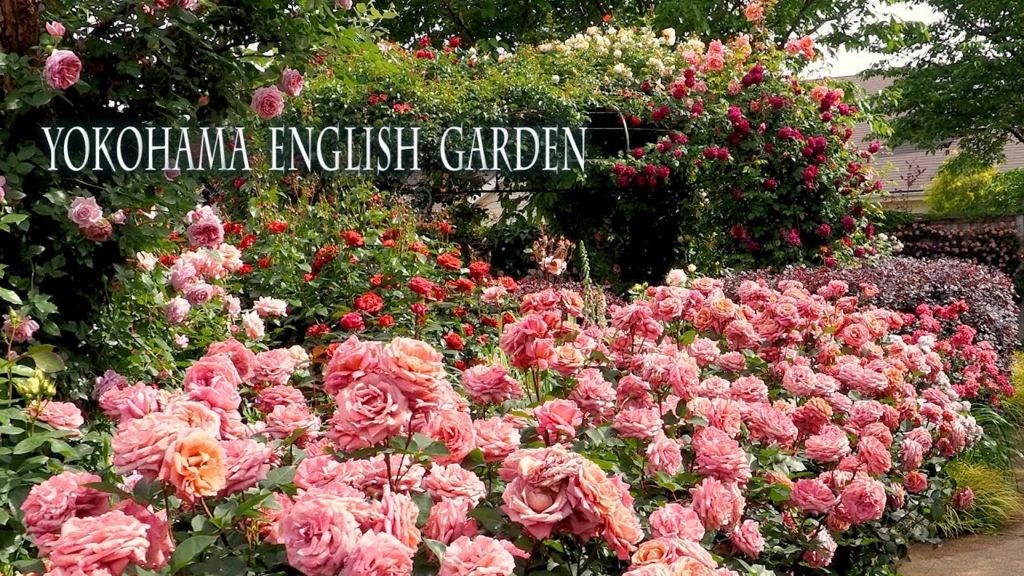 Yokohama English Garden 2022 Spring #横浜イングリッシュガーデン #ROSE #禅ローズ Yokohama English Garden 2022 Spring #横浜イングリッシュガーデン #ROSE #禅ローズ