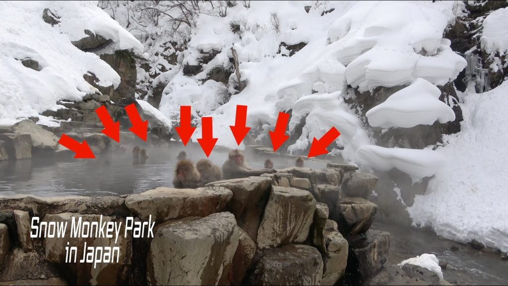 Snow Monkey Park | The Only Spot Where You Can See Hot Springs With Monkeys Snow Monkey Park | The Only Spot Where You Can See Hot Springs With Monkeys