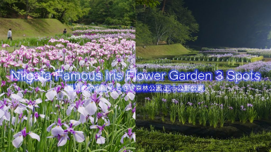 新潟 花の名所 あやめ園3選 4K Niigata Japan Best 3 Beautiful Iris Flower Gaden 日本四大あやめ園 しばた・瓢湖・しらさぎ森林公園 新潟 花の名所 あやめ園3選 4K Niigata Japan Best 3 Beautiful Iris Flower Gaden 日本四大あやめ園 しばた・瓢湖・しらさぎ森林公園