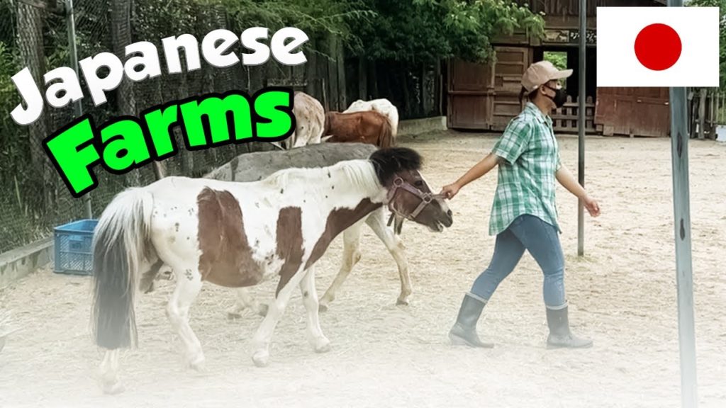 Japanese Farms || Indian in Japan ||