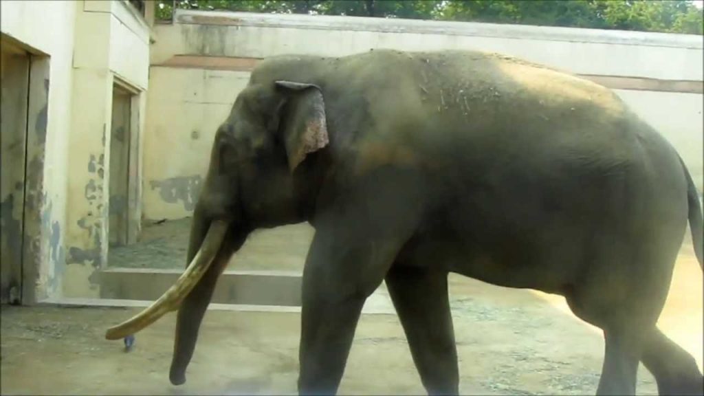 Dalseong Park Zoo, Daegu