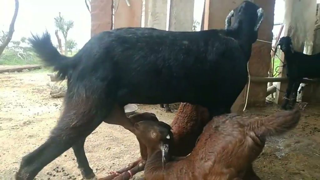 Ziegenbaby Video#ziege #germany#zielonoświątkowy #ziegenmann Ziegenbaby Video#ziege #germany#zielonoświątkowy #ziegenmann