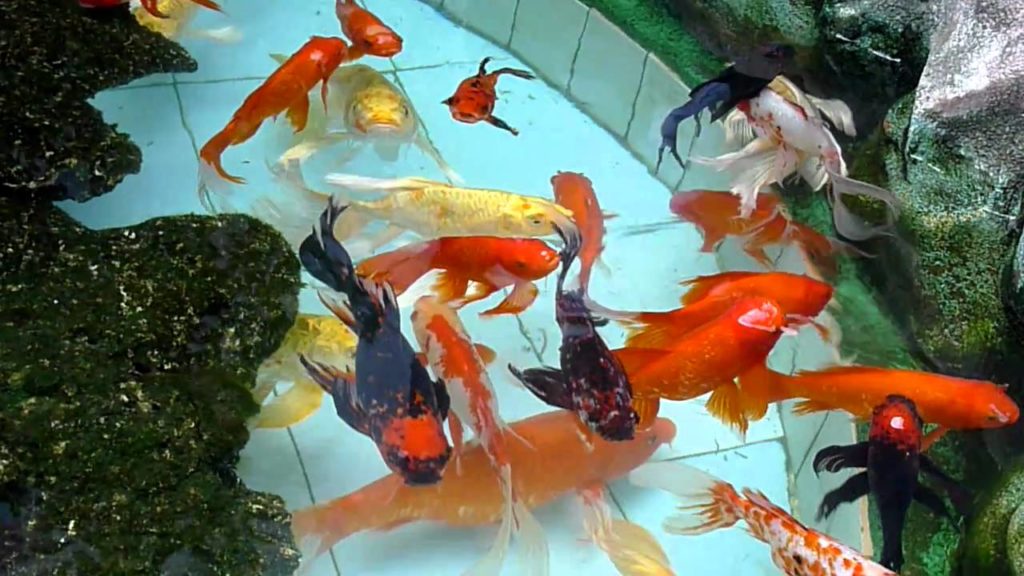 black wonderful koi fishes in temple hoi an