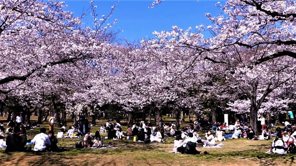 Japan In Shorts | Tokyo in 1 Minute | YOYOGI PARK Part 4 | #shorts