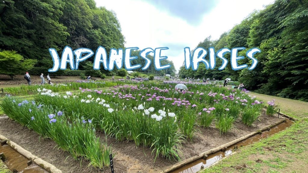 [Vlog] Fukiage Shobu Park with Japanese Irises | Tokyo Sightseeing, Japan