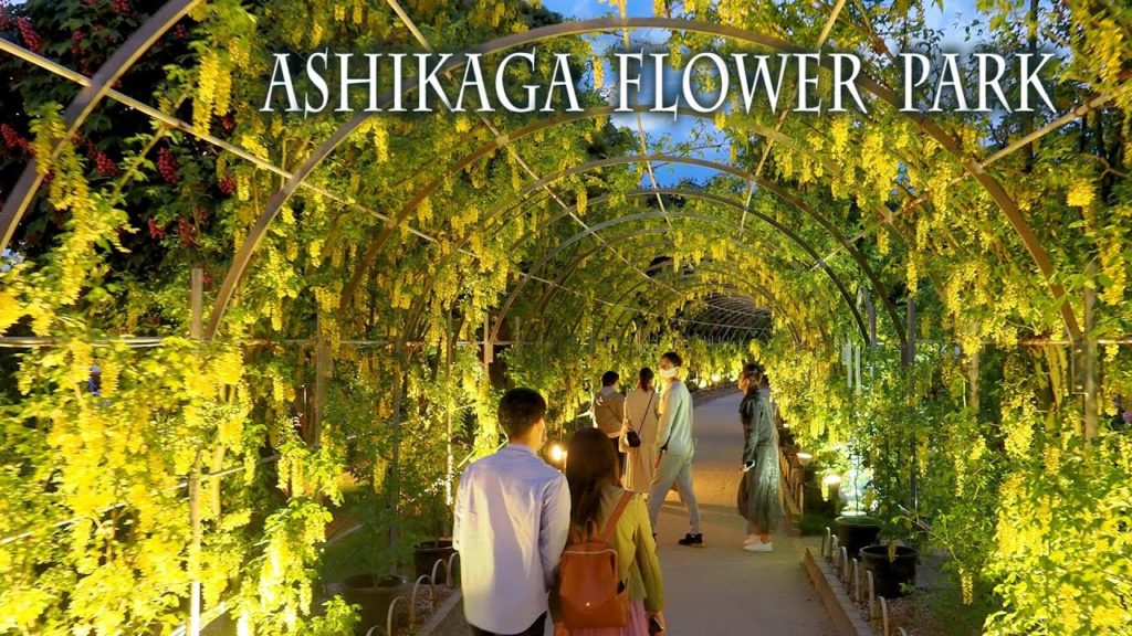 Roses, White wisteria and Golden chain, A Second Stage of Ashikaga Flower Park. あしかがフラワーパーク