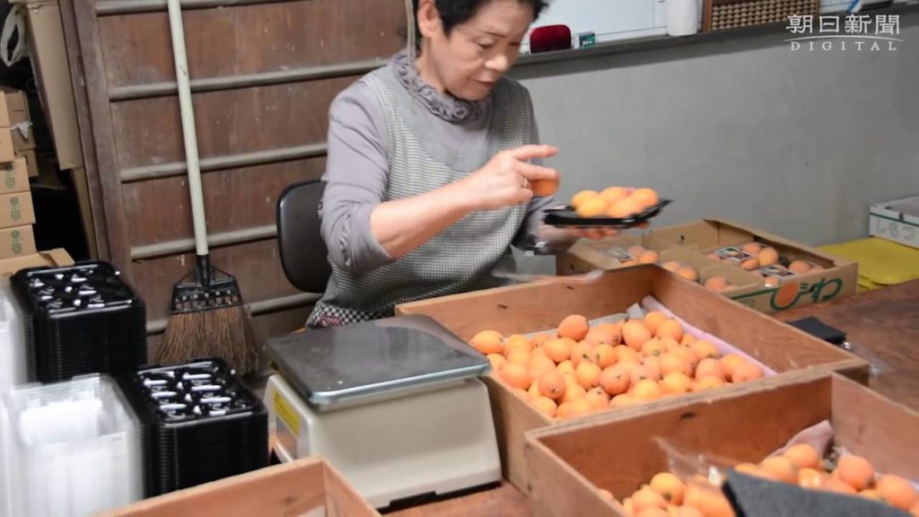 下津びわの出荷本格化　和歌山