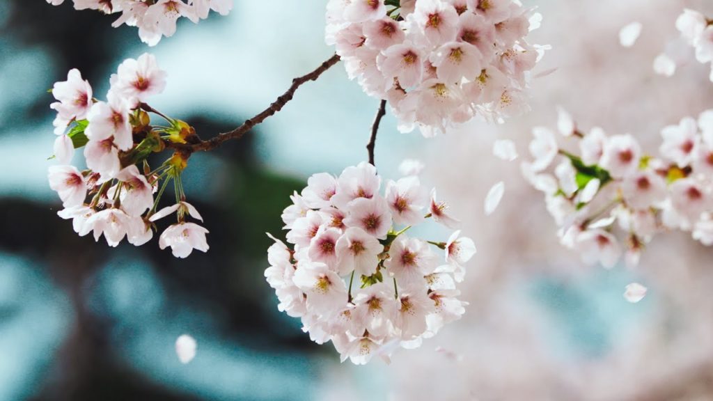 101回目への弘前公園の桜-Spring has come-/Cherry blossoms in Hirosaki Park for the 101st time-Spring has come-