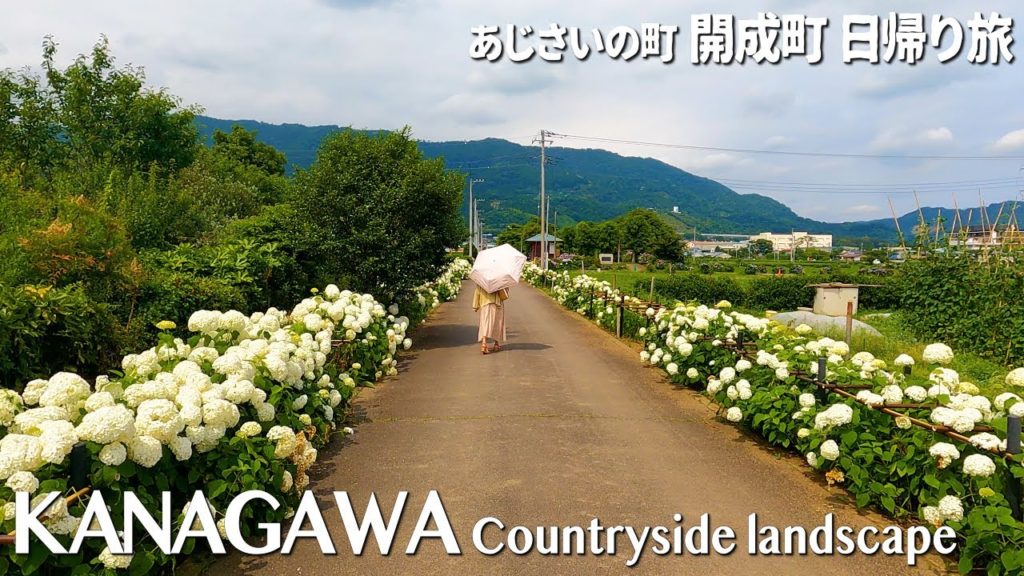 Japanese countryside landscape | Hydrangea Town "Kaisei Town" | Kanagawa / Travel / Vlog | 神奈川あじさいの町