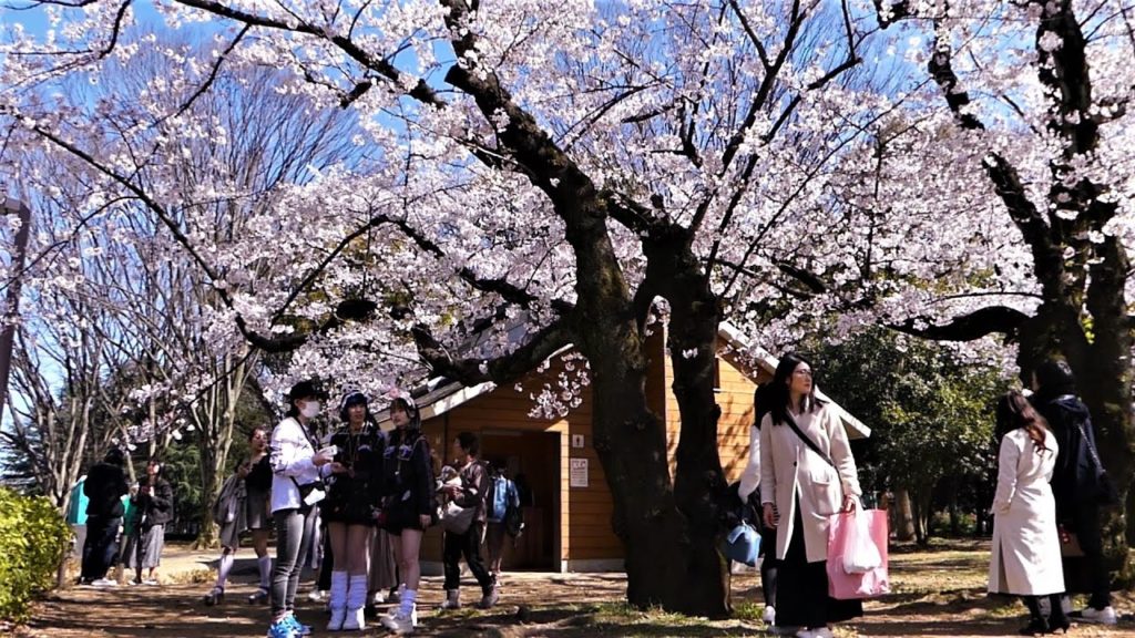 Japan In Shorts | Tokyo in 1 Minute | YOYOGI PARK Part 2 | #shorts