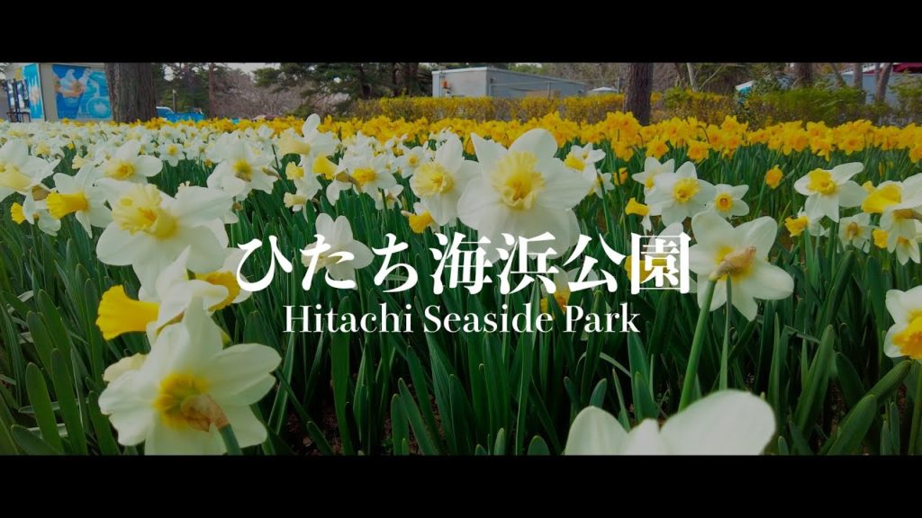Hitachi Seaside Park/茨城・ひたち海浜公園| PR Video shot by DJI Pocket 2 Hitachi Seaside Park/茨城・ひたち海浜公園| PR Video shot by DJI Pocket 2