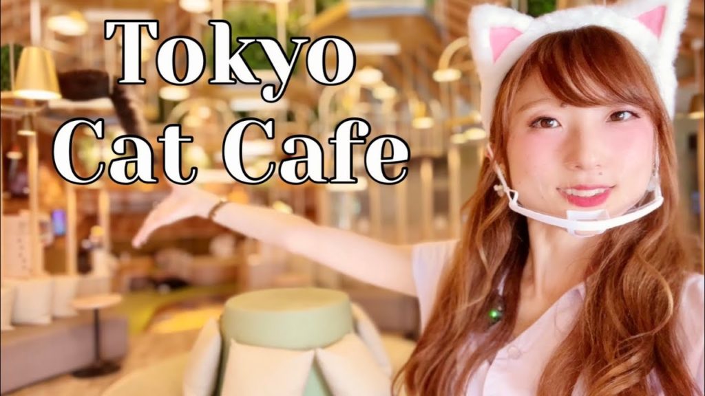 Japan's Cat Cafe | Neko Cafe MOCHA Akihabara, Tokyo【4K】@Rambalac