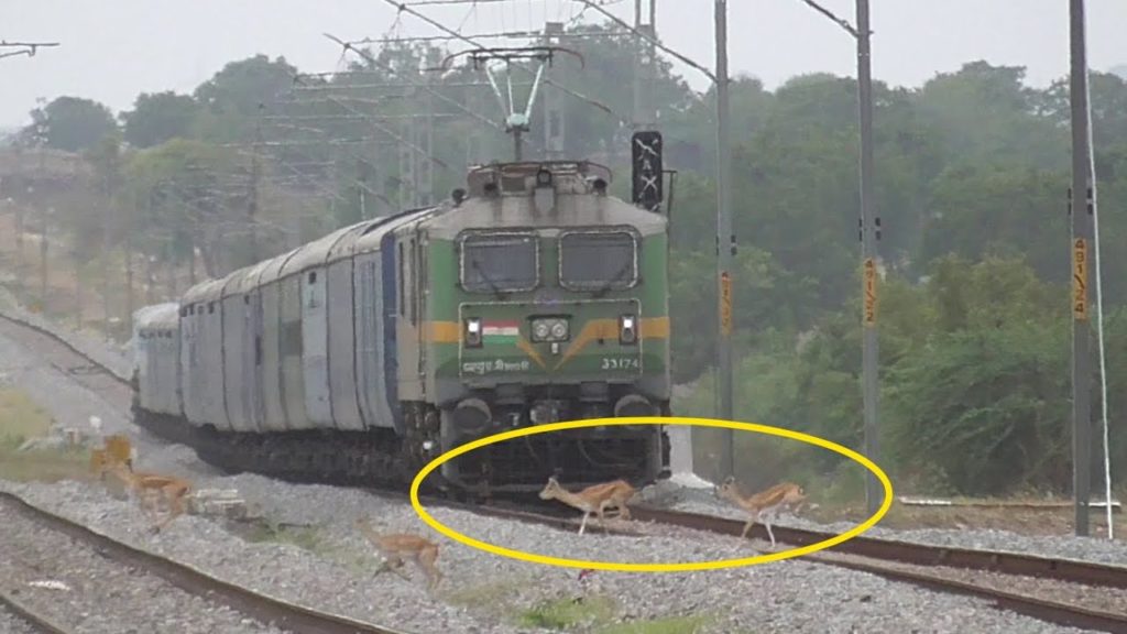 Dangerous Crossing Infront of Speeding Train | Deers Indian Railways