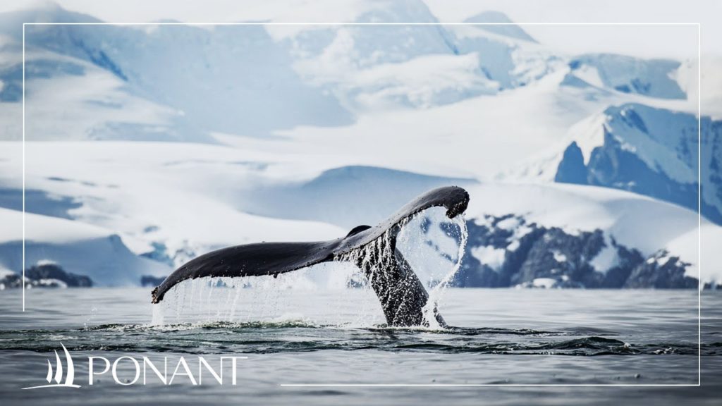 Our Greenland cruises: from polar ice caps to humpbacks | PONANT
