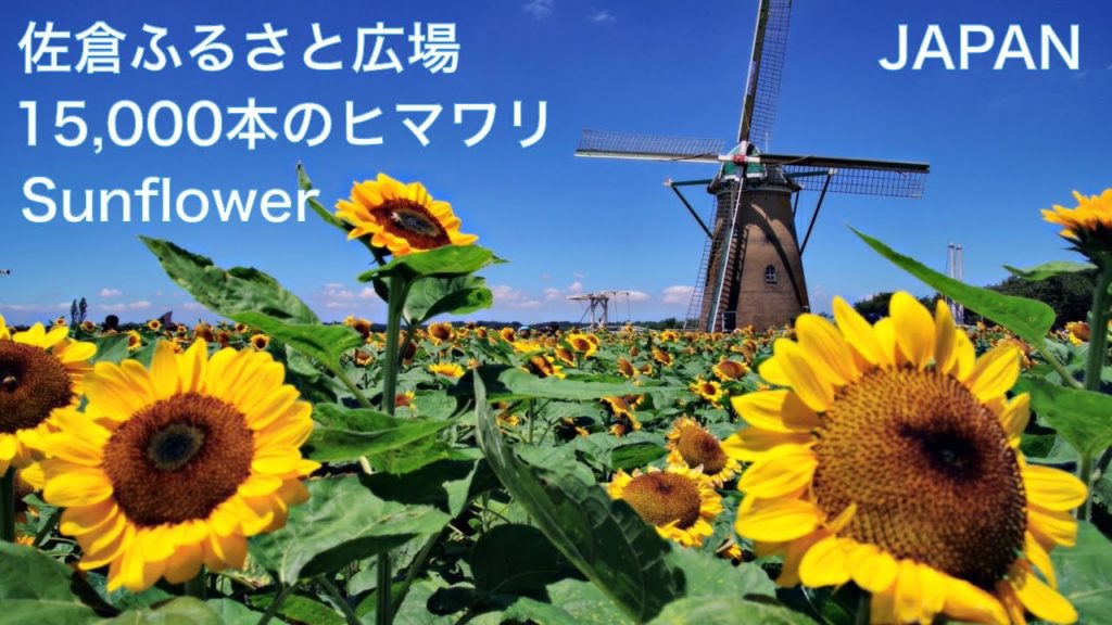 【佐倉ふるさと広場　ひまわり】　風車と15,000本のヒマワリ　JAPAN Travel Guide：Sunflower x Windmill　千葉観光　向日葵畑