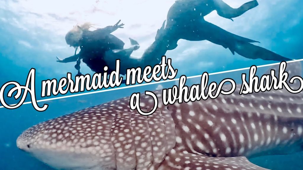A mermaid meets a whale shark at Hasama Japan 4K Diving A mermaid meets a whale shark at Hasama Japan 4K Diving