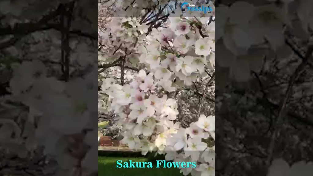 SHIZUOKA Cherry Blossom – Tour Gossips #shorts SHIZUOKA Cherry Blossom - Tour Gossips #shorts