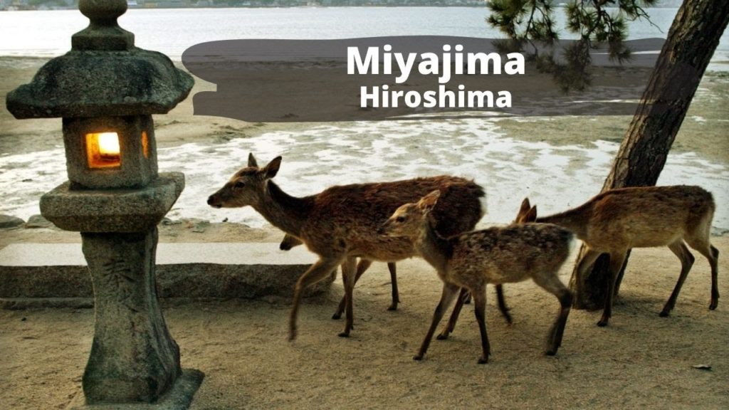 Best Island in Japan 2021 | Miyajima near Hiroshima |  Work Life Japan