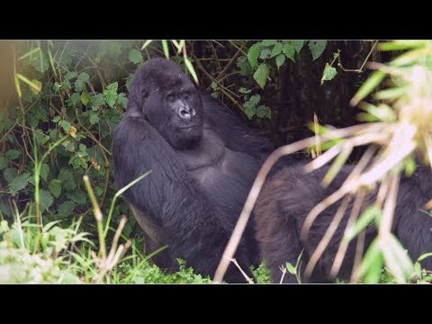 WARI WABONA INGAGI ZO MU BIRUNGA ZITERA AKABARIRO? WARI WABONA INGAGI ZO MU BIRUNGA ZITERA AKABARIRO?