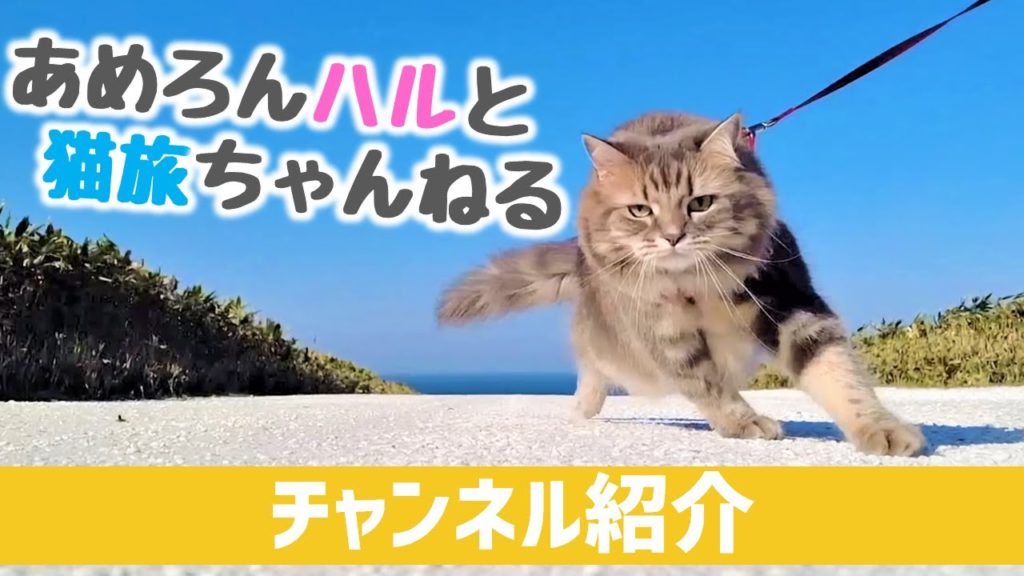 旅猫ハル、北海道を大冒険！ 猫と車中泊、猫旅を通じて防災と災害避難を考える
