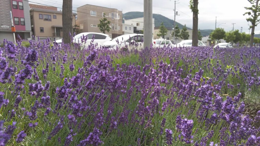 【4K】2022 日本 北海道 札幌 西区 発寒 宮の沢駅 周辺 散策【Binaural Audio】 【4K】2022 日本 北海道 札幌 西区 発寒 宮の沢駅 周辺 散策【Binaural Audio】