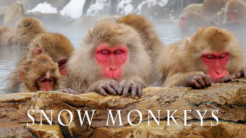 【4K Snowfall】SNOW MONKEY RESORTS 2021. #地獄谷野猿公苑 #4K 【4K Snowfall】SNOW MONKEY RESORTS 2021. #地獄谷野猿公苑 #4K