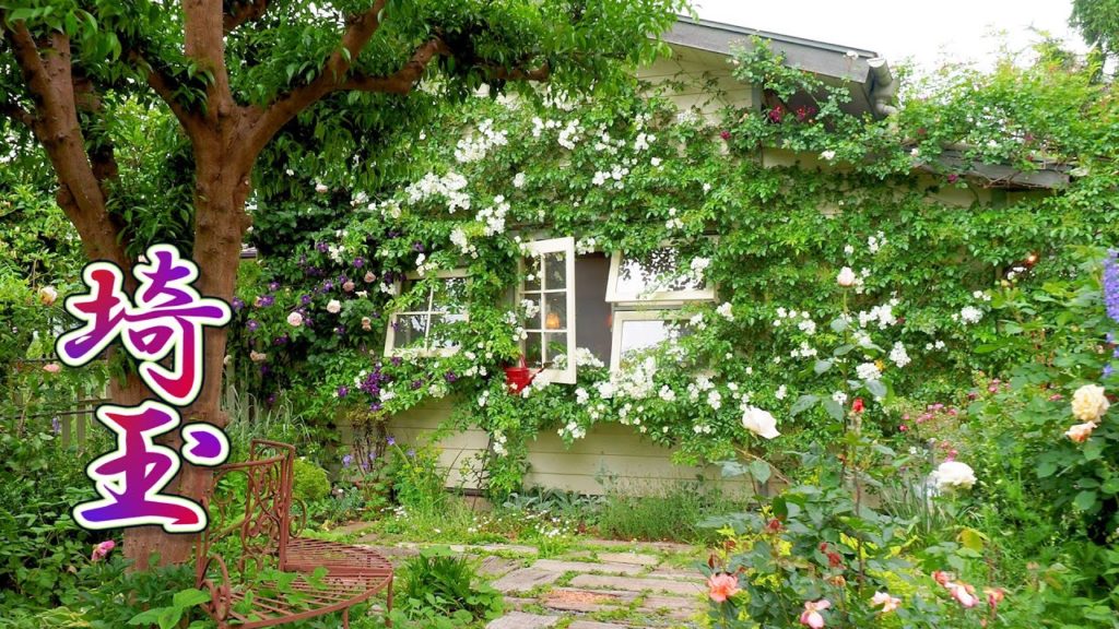 【Private Residence】Contrasting types of Two Private Rose Gardens in Saitama. #オープンガーデン #4K #斉藤邸 #遠藤邸