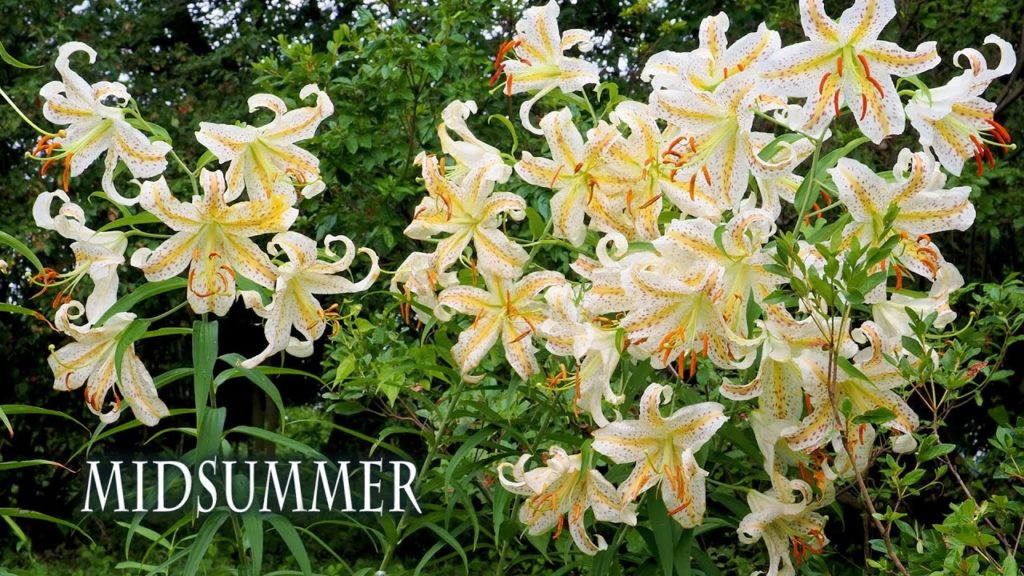 Japanese wild lilies, Lotuses and Sunflowers in the suburbs of Tokyo. ヤマユリ、大賀ハスが見頃 Japanese wild lilies, Lotuses and Sunflowers in the suburbs of Tokyo. ヤマユリ、大賀ハスが見頃