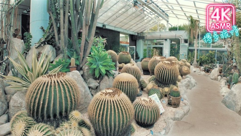 Fukuoka Zoo & Botanical Garden（福岡市動植物園）🐒🌵4K Binaural Hakata　Sounds【Fukuoka】