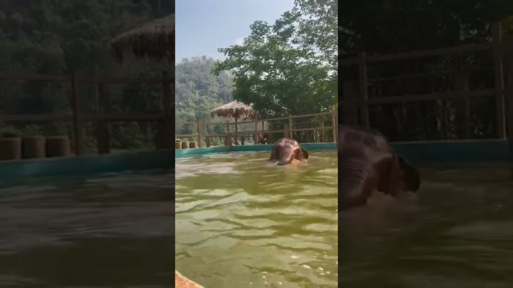 Do elephants breathe and drink using their trunks?