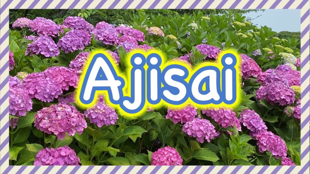 Ajisai in Japan