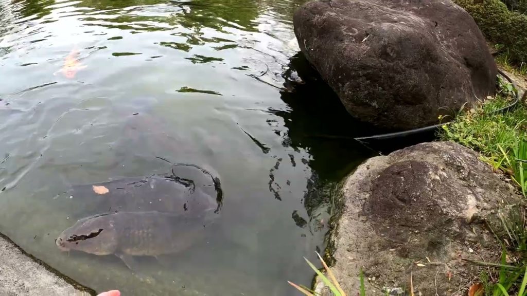 Japan Vlog Special #15 Nagoya Fisch