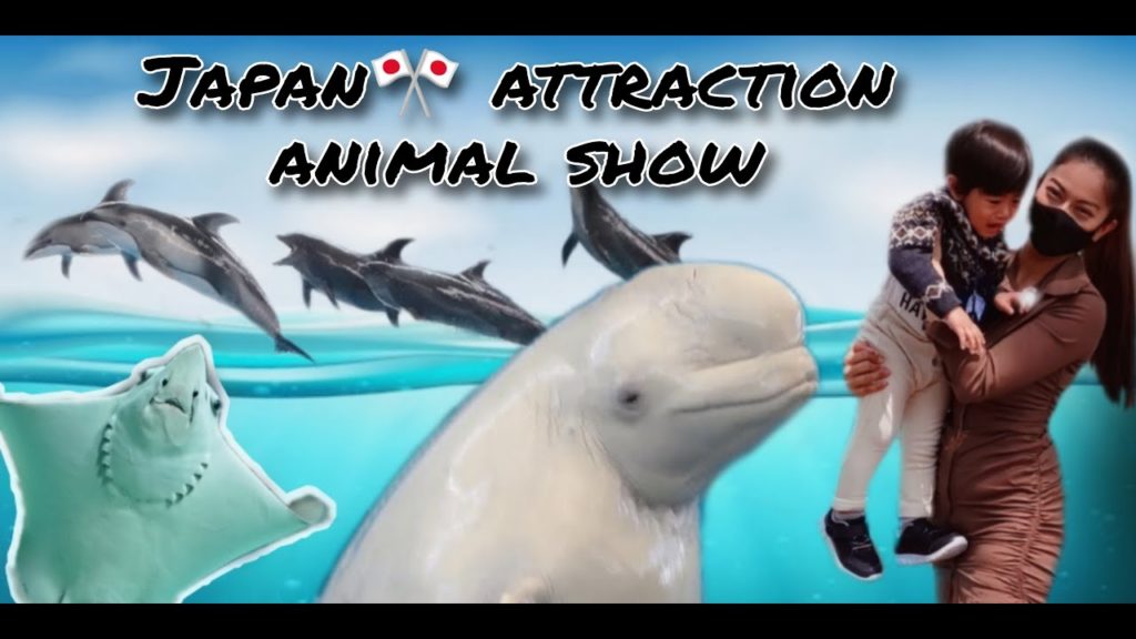 Japan attraction, Sea Paradise Yokohama, Animal show. | Mommy nes