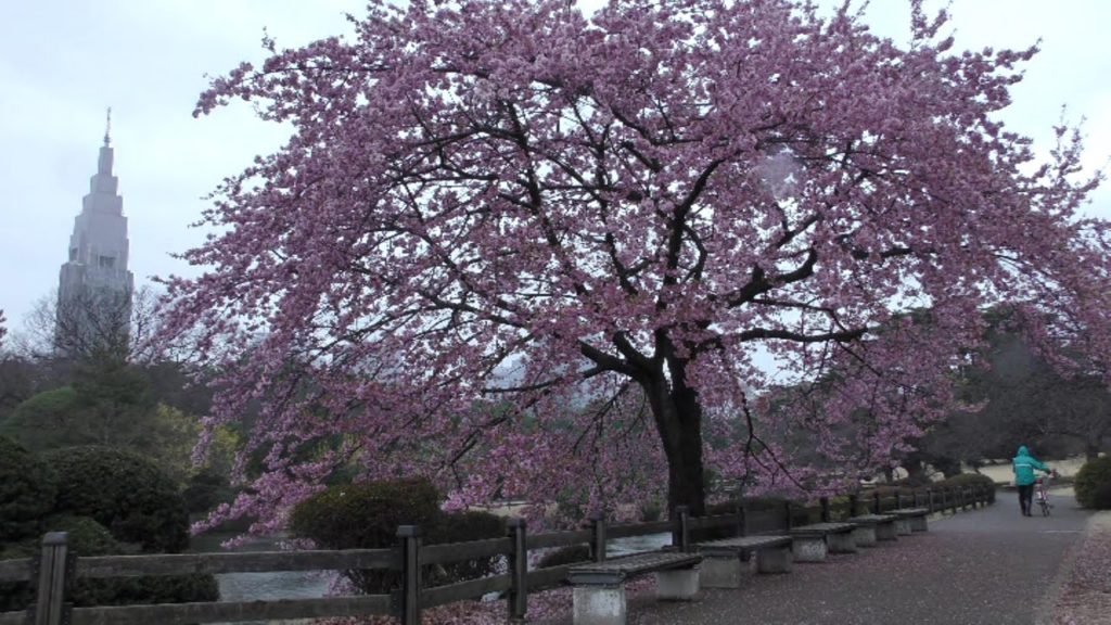 Shinjuku Gyoen National Garden ( 新宿御苑 ) [4K]