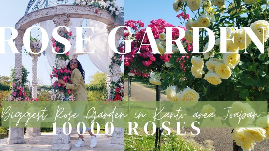 The 10,000 Roses Rose Garden in Chiba 千葉 JAPAN | TRAVEL JAPAN #amazingjapan The 10,000 Roses Rose Garden in Chiba 千葉 JAPAN | TRAVEL JAPAN #amazingjapan