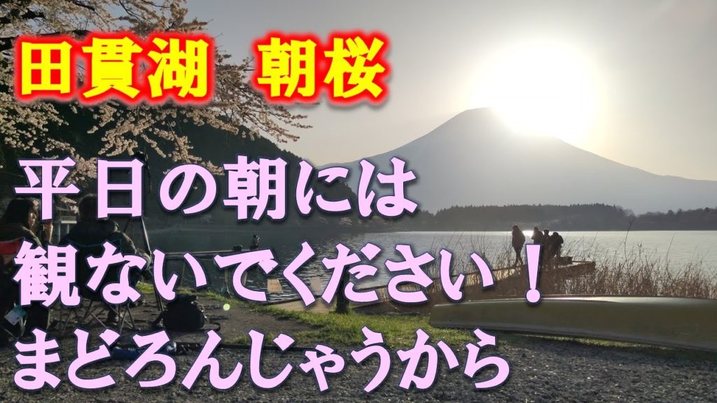 早朝の田貫湖　桜とダイヤモンド