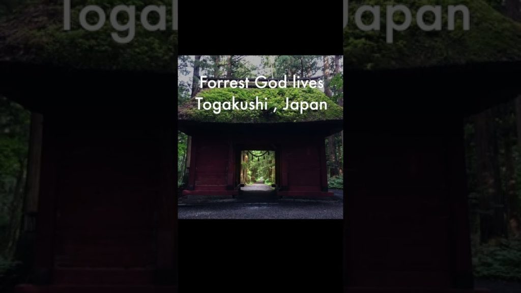 Togakushi shrine , Nagano , Japan. 戸隠神社 奥社の参道杉並木、長野県 Togakushi shrine , Nagano , Japan. 戸隠神社 奥社の参道杉並木、長野県