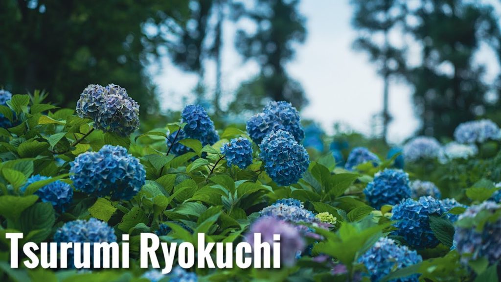 鶴見緑地 花博記念公園の紫陽花 Osaka Walk - Tsurumi Ryokuchi Hydrangea Garden 4K HDR Japan