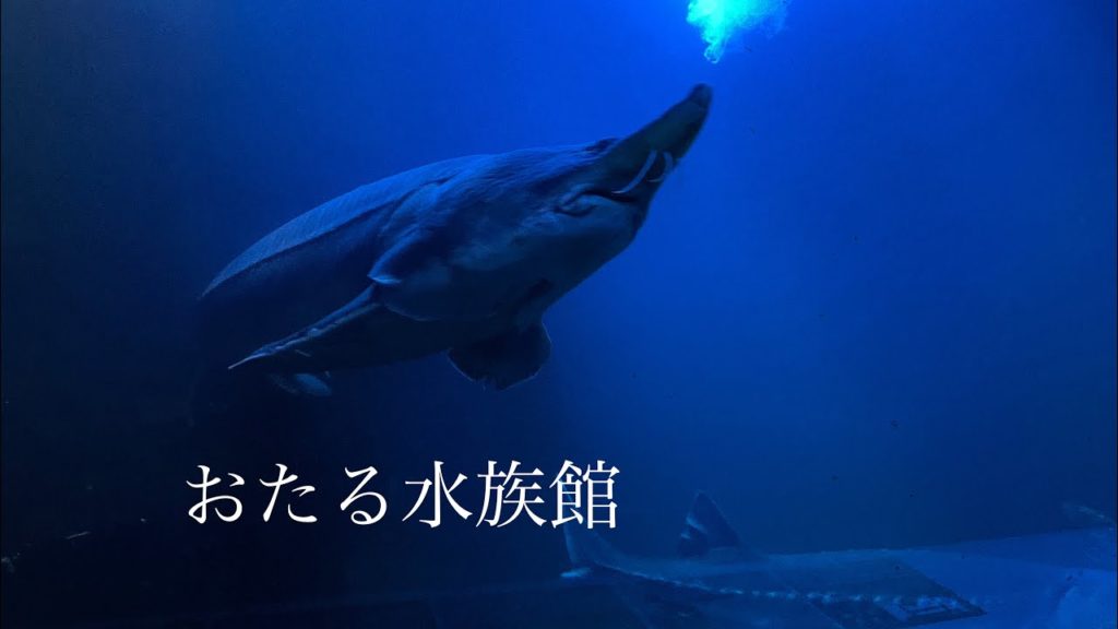 夜のおたる水族館に行ってきた！