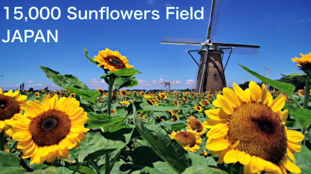 【JAPAN】4K Walk in Sunflower field near Tokyo. Flower landscape in July and August JAPAN TRAVEL Vlog 【JAPAN】4K Walk in Sunflower field near Tokyo. Flower landscape in July and August JAPAN TRAVEL Vlog
