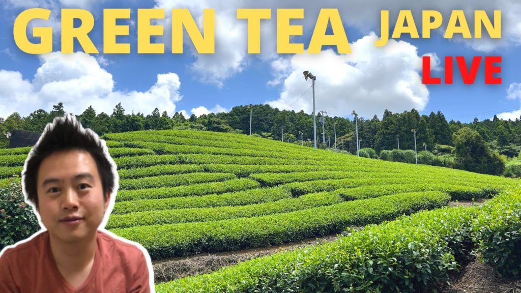 Japan Live Shizuoka Green Tea City Kanaya