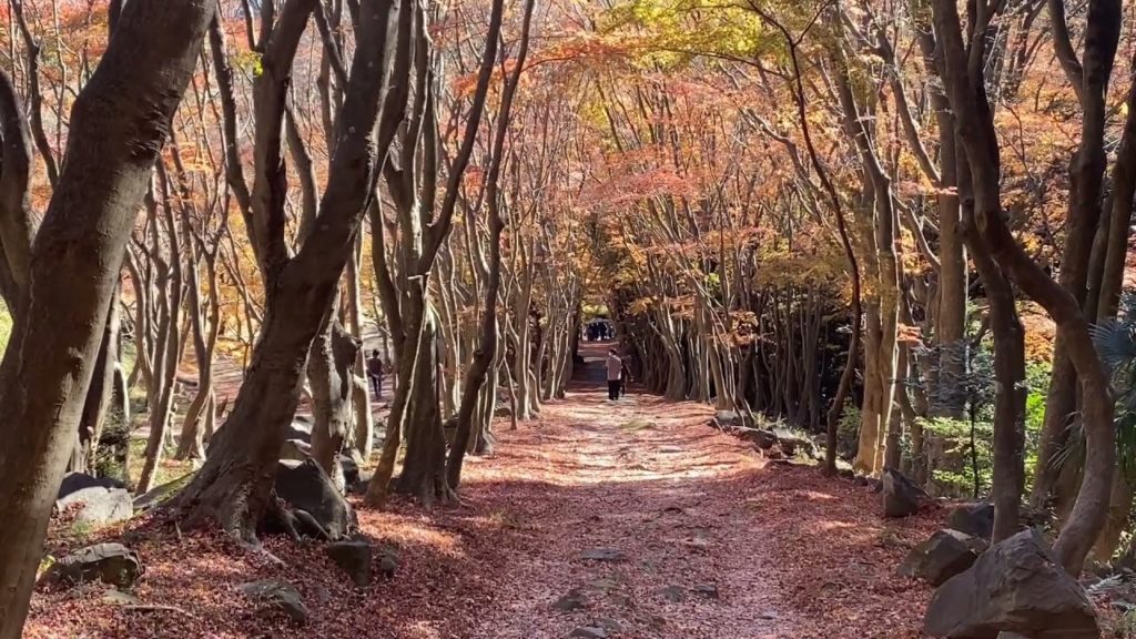 ANOTHER BEST SPOT FOR AUTUMN LEAVES VIEWING IN JAPAN