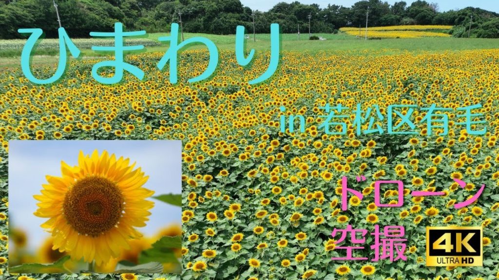 [4Kドローン空撮]若松区有毛のひまわり畑
