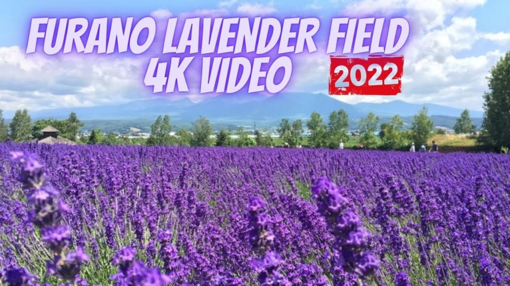 FURANO LAVENDER FIELD [4K] | FURANO, HOKKAIDO, JAPAN | JAPAN TRAVEL VLOG | MAMUN CHOWDHURY