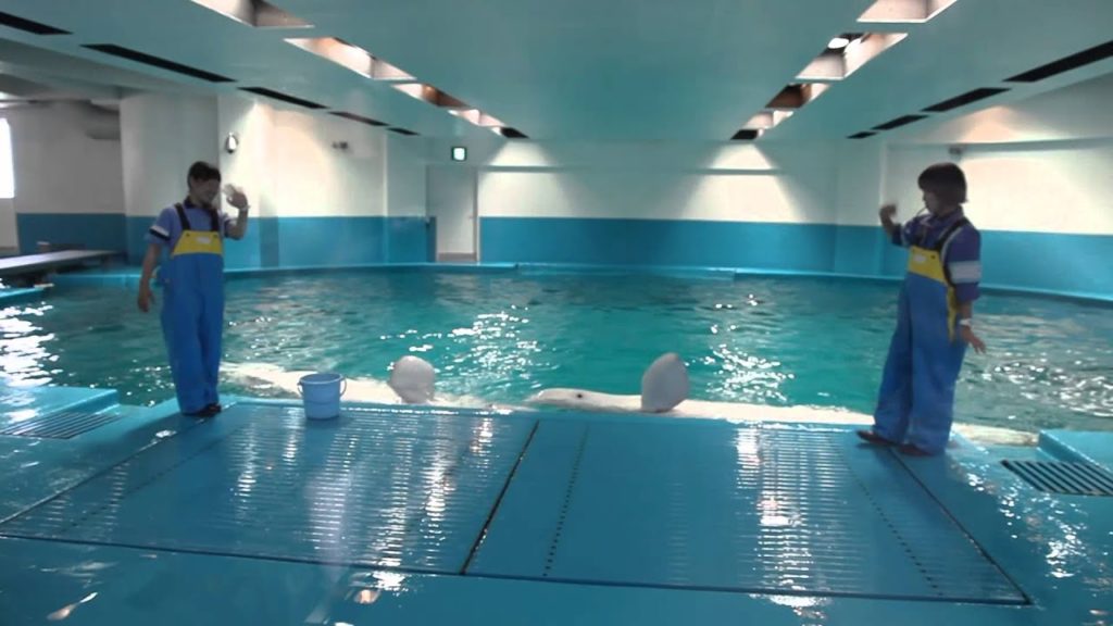 AQUAS Aquarium - Shimane, Japan