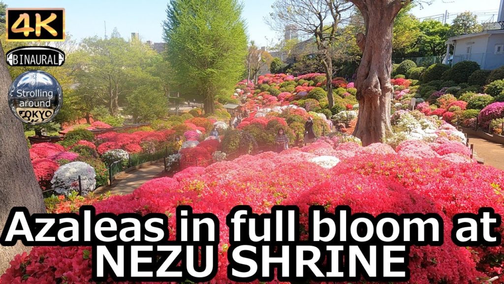 Azaleas in full bloom at NEZU SHRINE - 4K Tokyo Japan