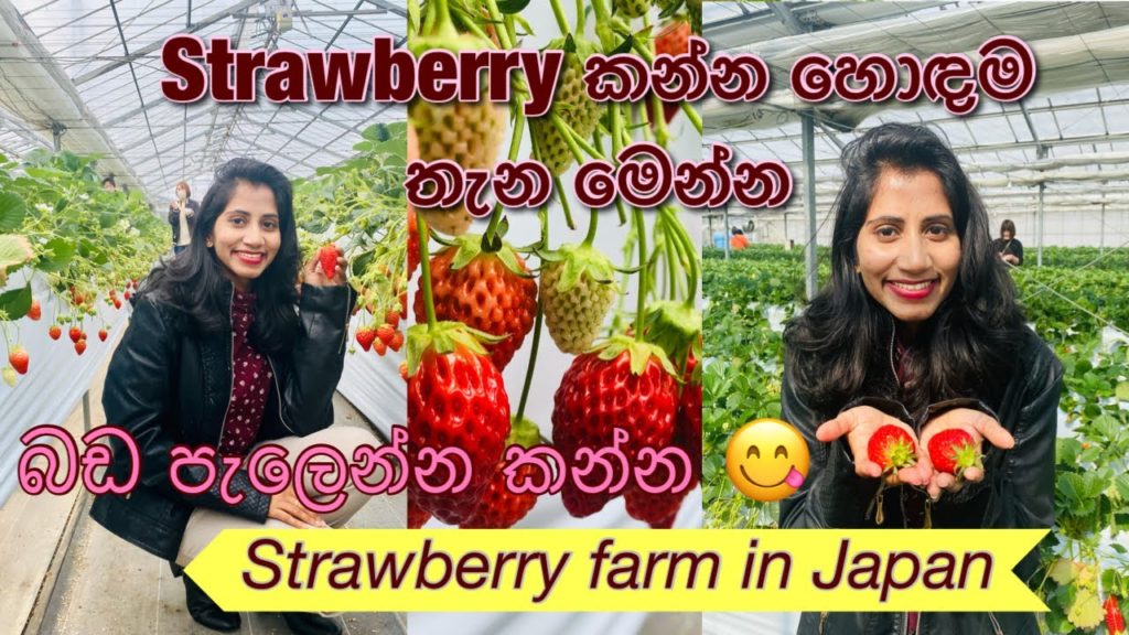 4K | Strawberry picking in Japan | Strawberry කන්න හොඳම තැන මෙන්න 😋🍓| Travel channel | Vlog 13