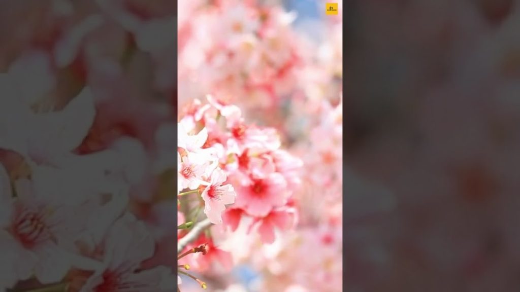 The Cherry Blossoms Festival In Japan | #ScenicHunter | #Shorts
